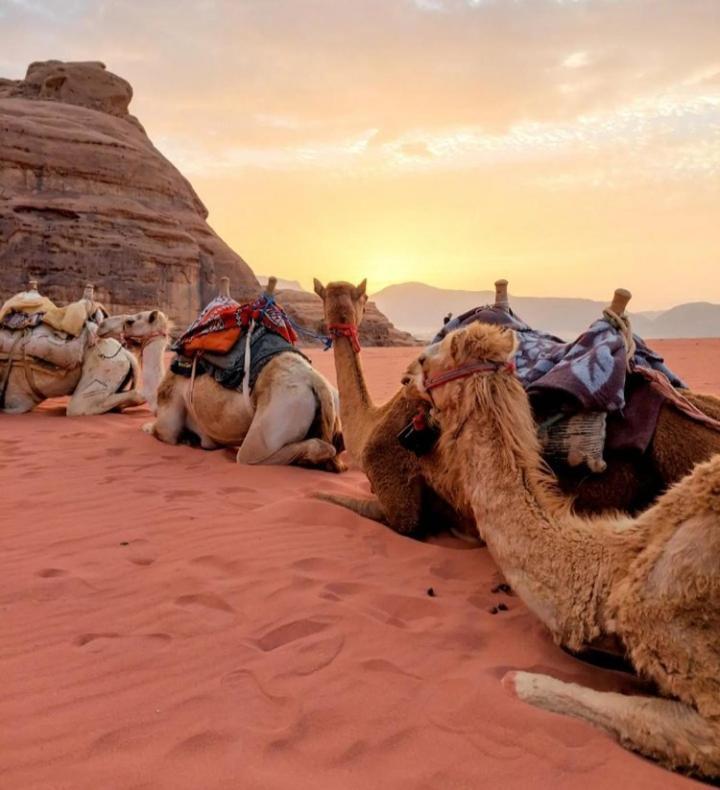 Wadi Rum Nature מראה חיצוני תמונה